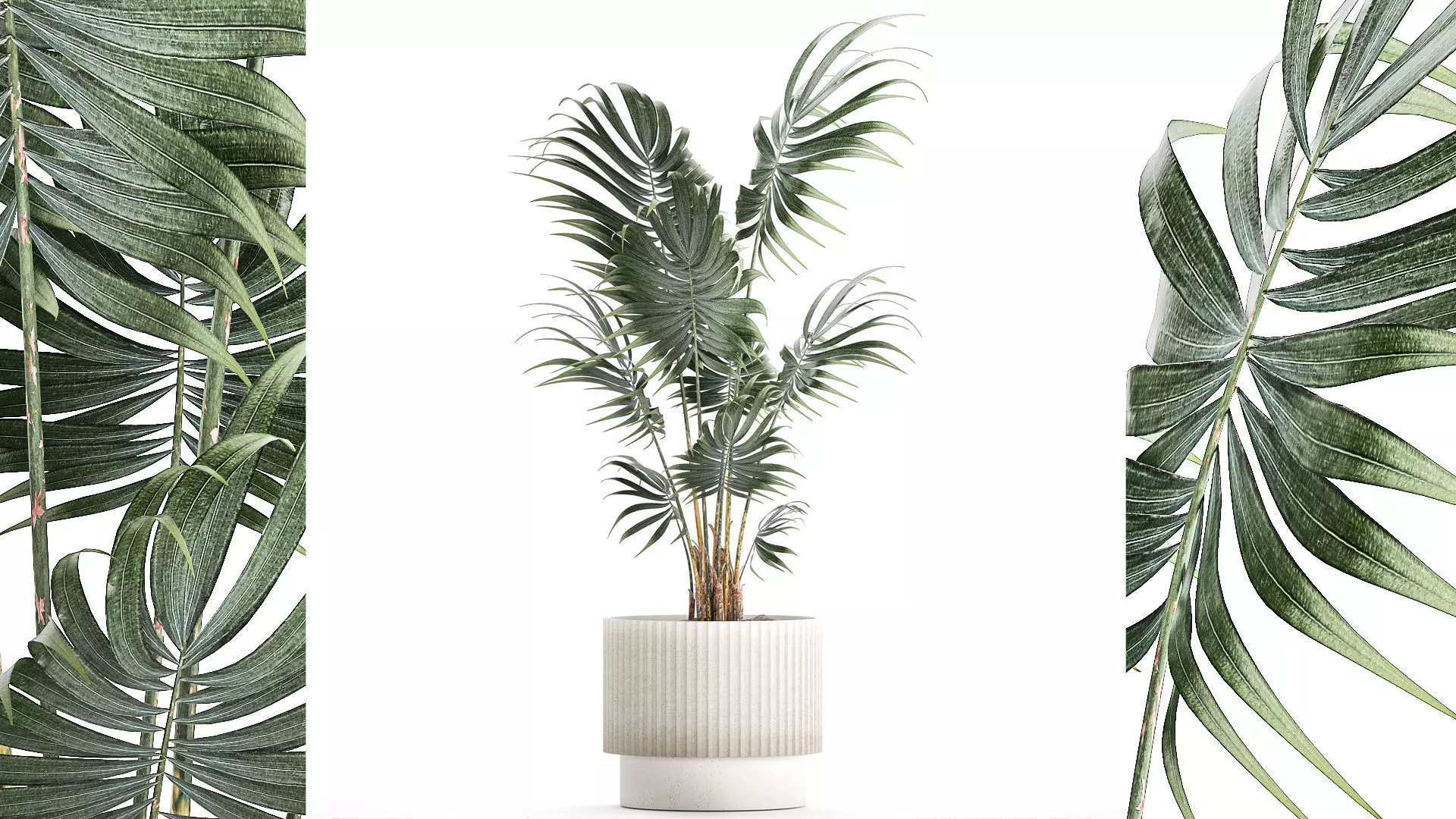 Beautiful small indoor Howea palm tree in a flower pot 1460 3D model_0