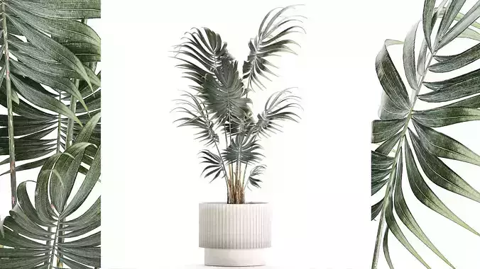 Beautiful small indoor Howea palm tree in a flower pot 1460