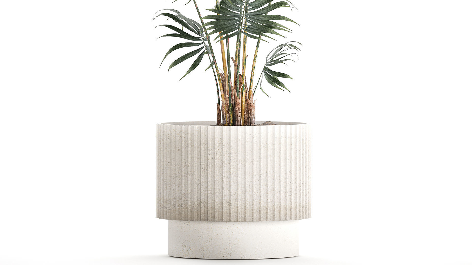 Beautiful small indoor Howea palm tree in a flower pot 1460 3D model_3