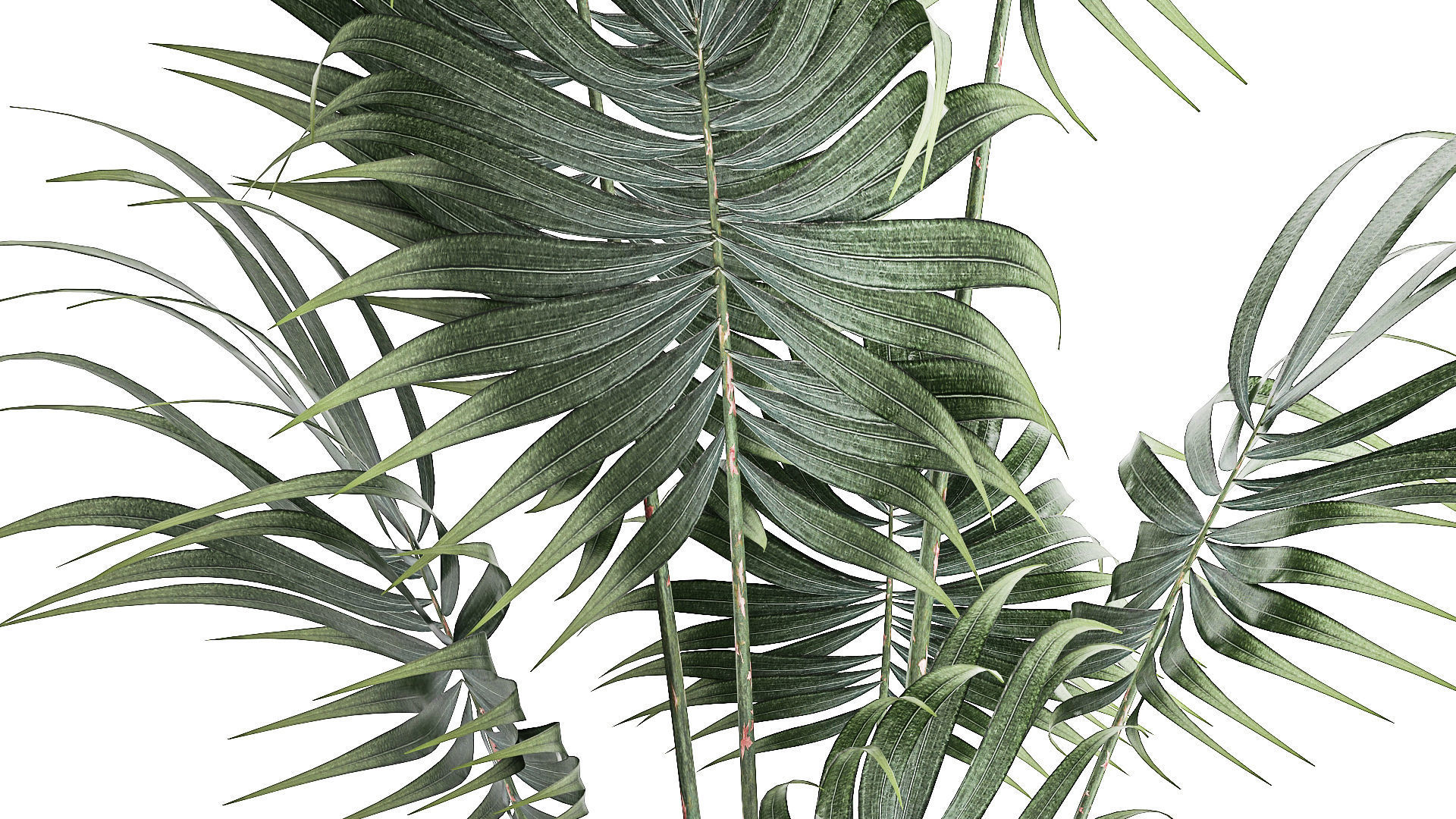Beautiful small indoor Howea palm tree in a flower pot 1460 3D model_5
