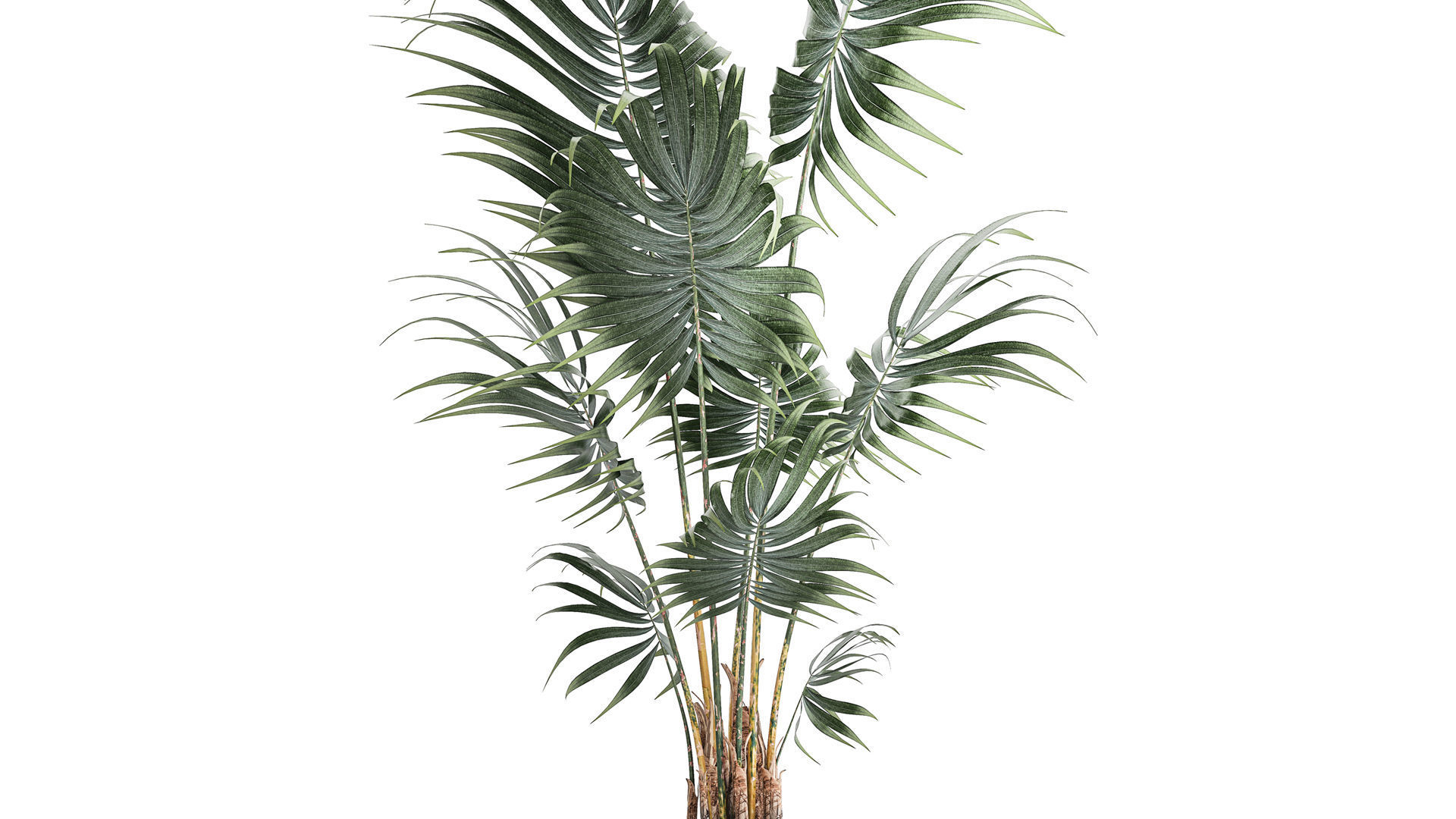 Beautiful small indoor Howea palm tree in a flower pot 1460 3D model_2