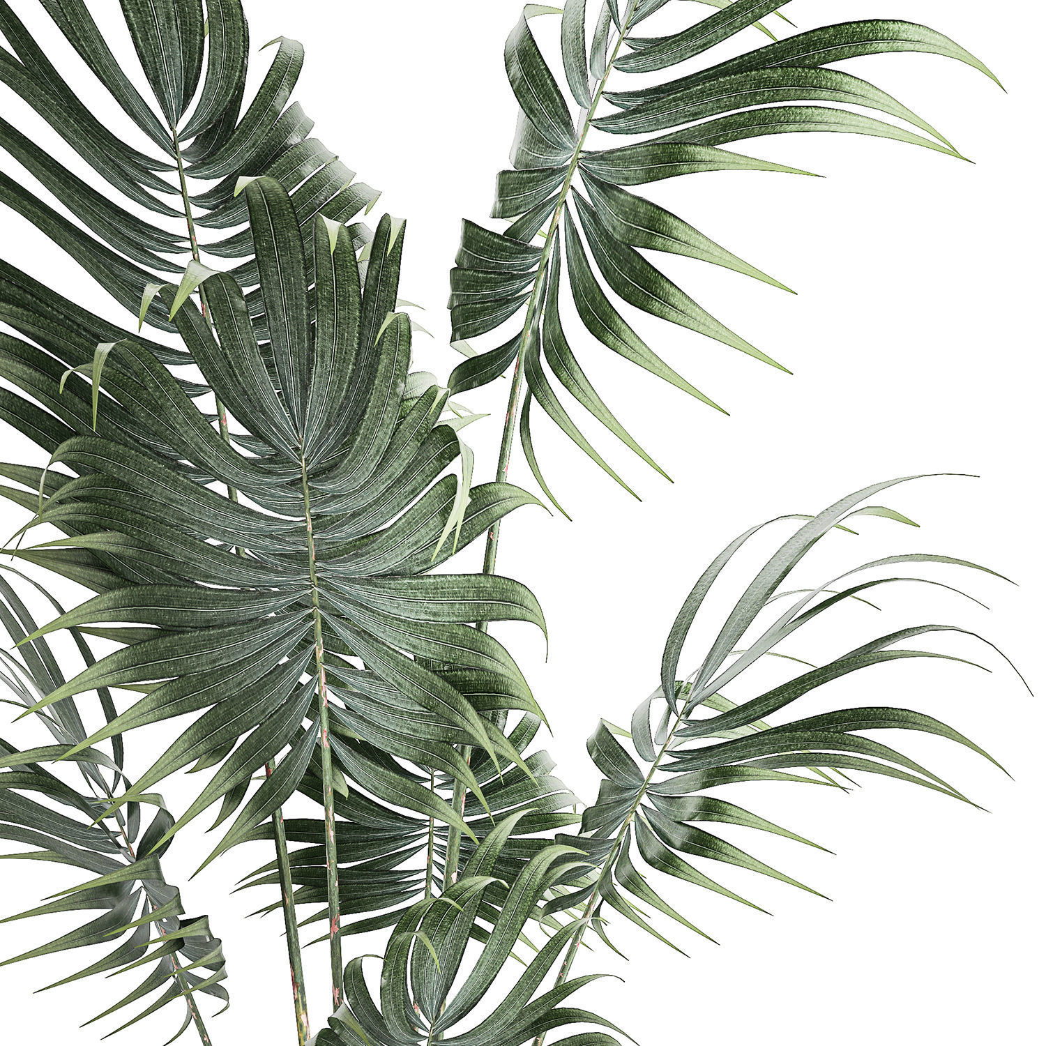 Beautiful small indoor Howea palm tree in a flower pot 1460 3D model_10