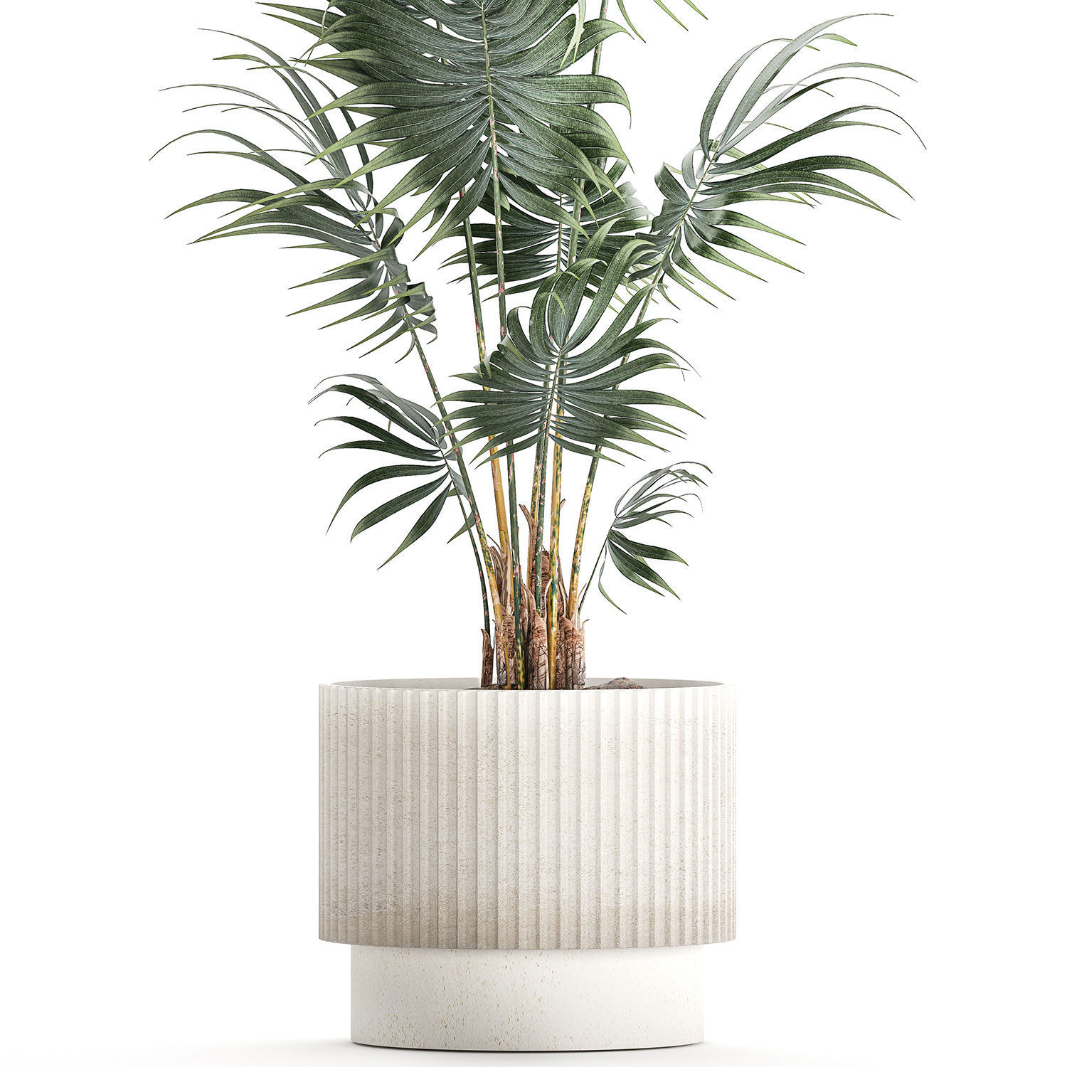 Beautiful small indoor Howea palm tree in a flower pot 1460 3D model_9