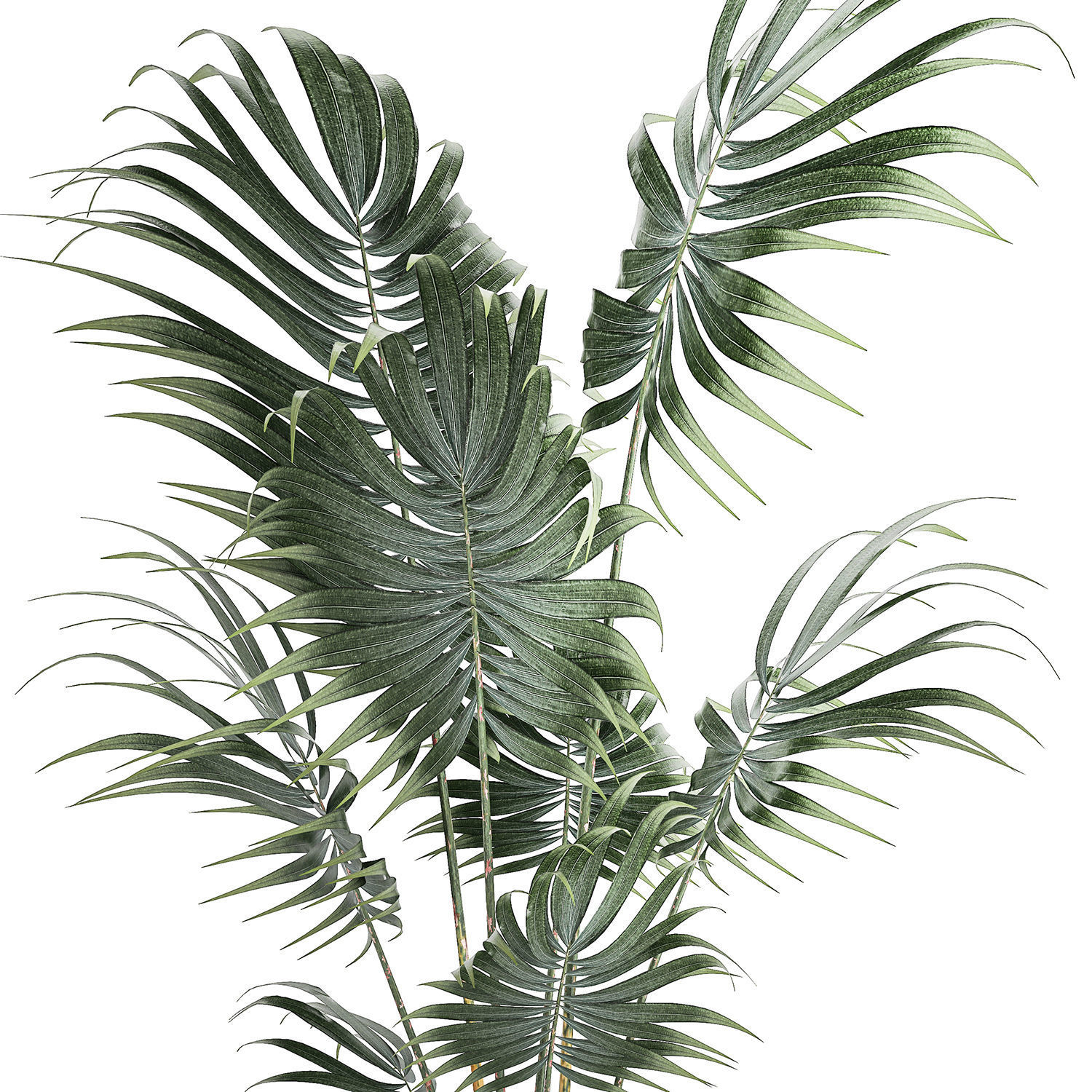 Beautiful small indoor Howea palm tree in a flower pot 1460 3D model_8