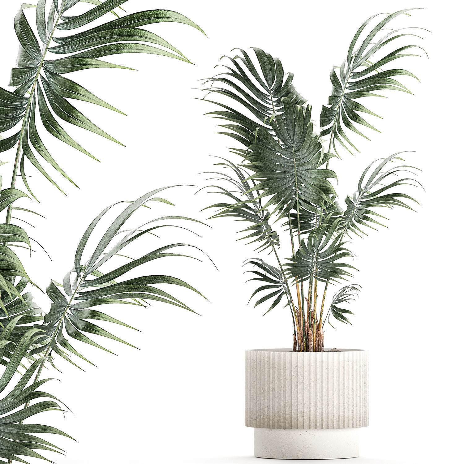Beautiful small indoor Howea palm tree in a flower pot 1460 3D model_6