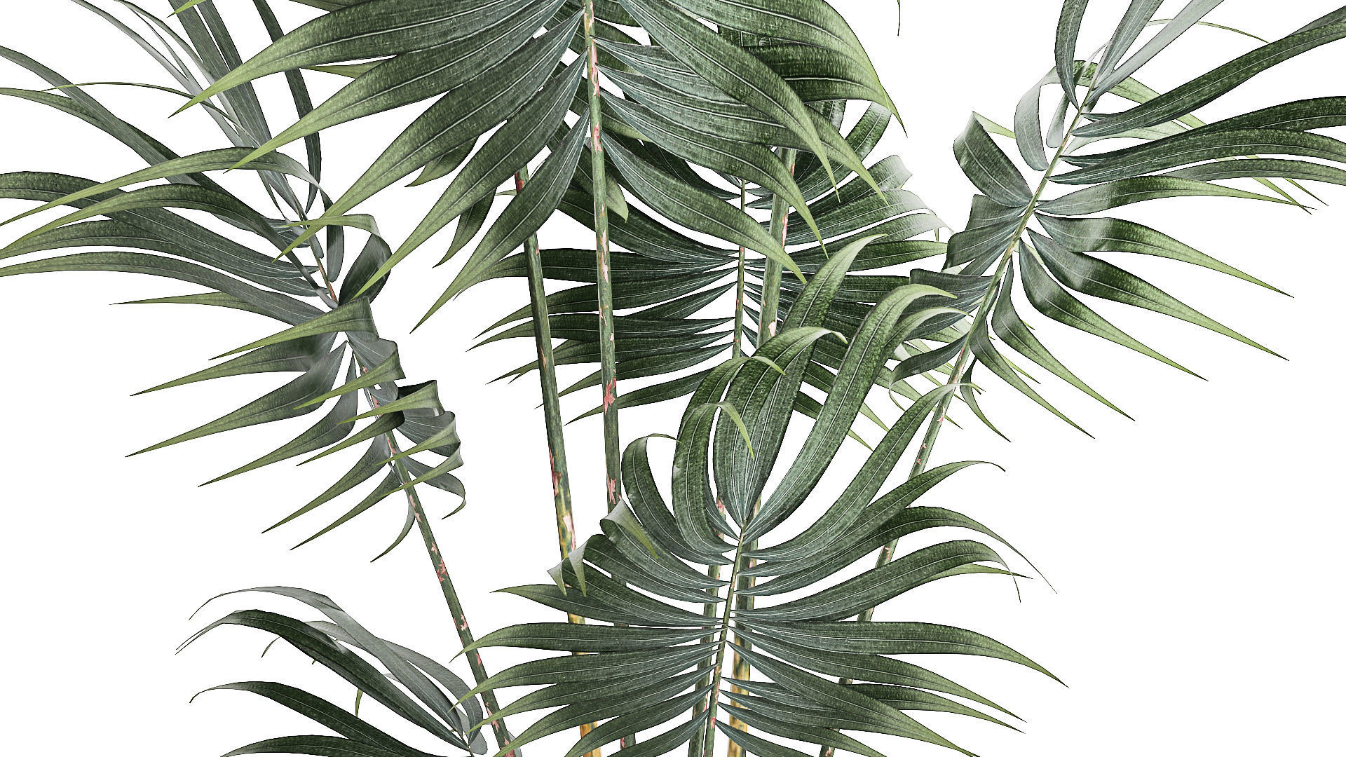 Beautiful small indoor Howea palm tree in a flower pot 1460 3D model_4