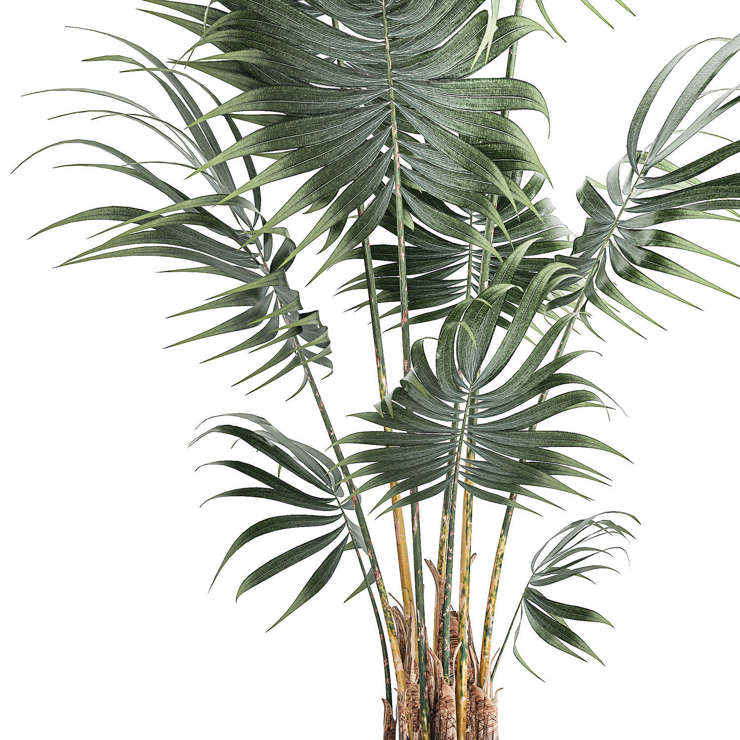 Beautiful small indoor Howea palm tree in a flower pot 1460 3D model_11