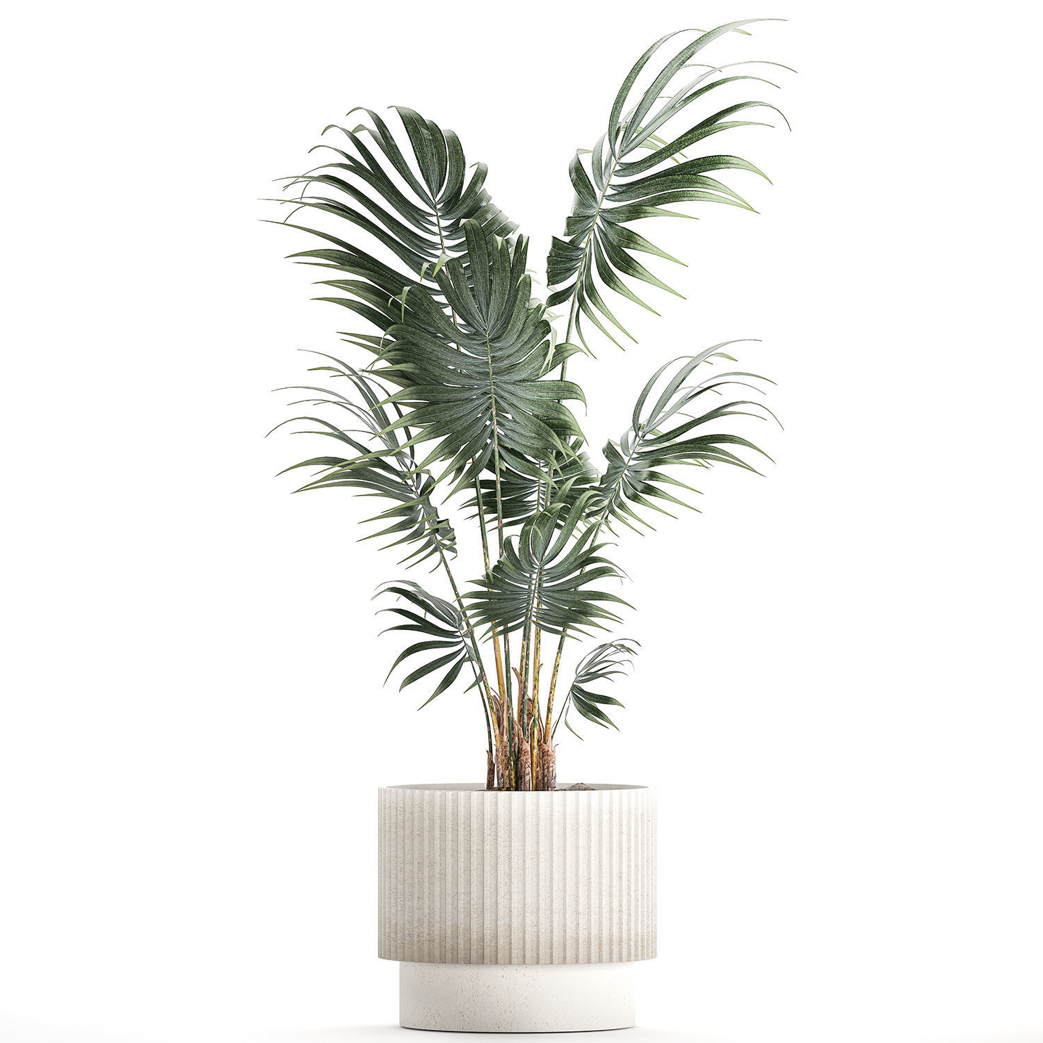 Beautiful small indoor Howea palm tree in a flower pot 1460 3D model_7