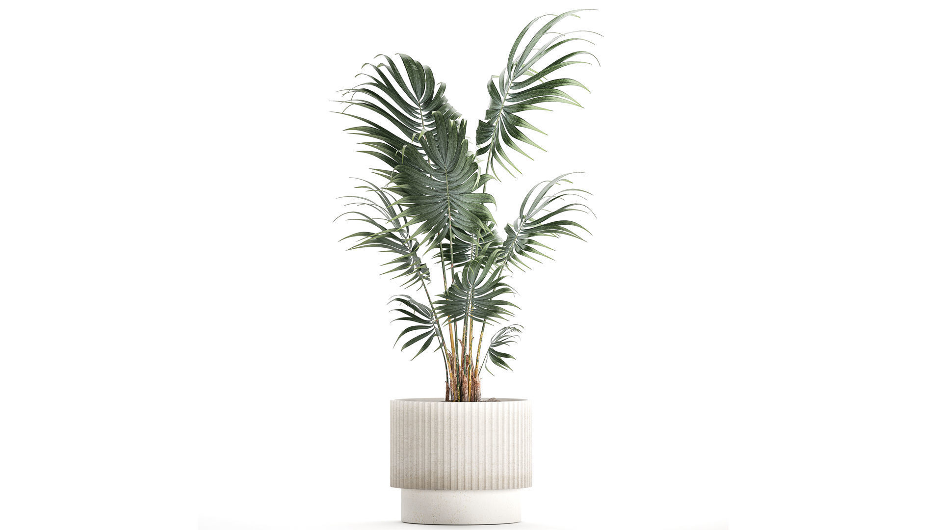 Beautiful small indoor Howea palm tree in a flower pot 1460 3D model_1