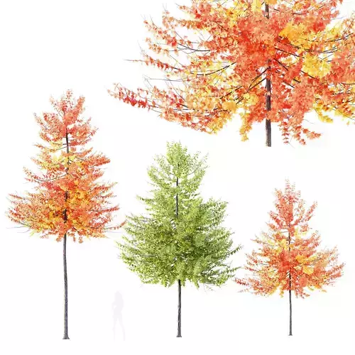 HQ Plants Acer X freemanii Freeman Maple Sapindaceae Umbrella 3D model