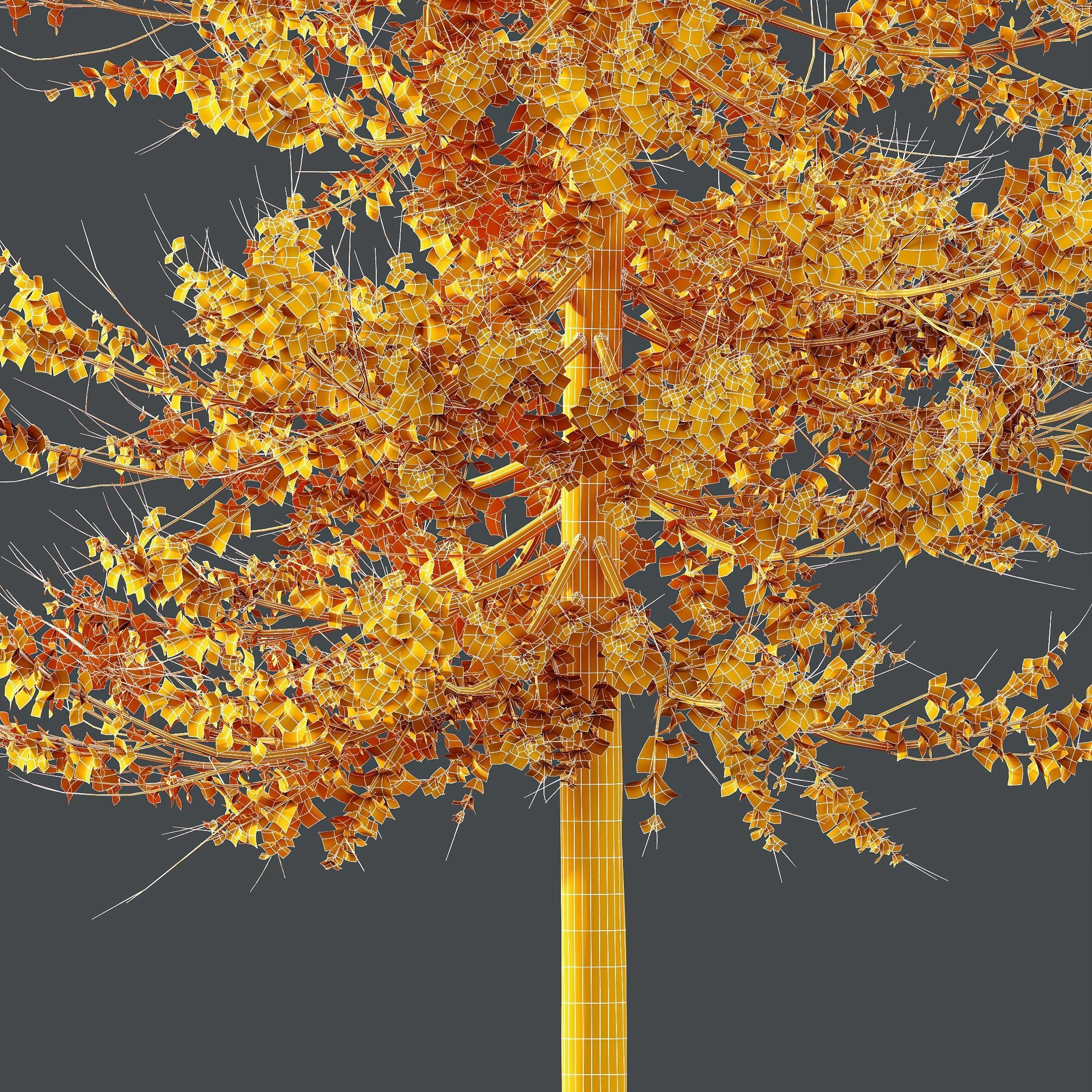 Plants Acer X freemanii Freeman Maple Sapindaceae Umbrella Set03 3D model_4