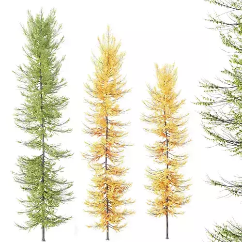 Plants Acer X freemanii Freeman Maple Sapindaceae Umbrella Set03 3D model
