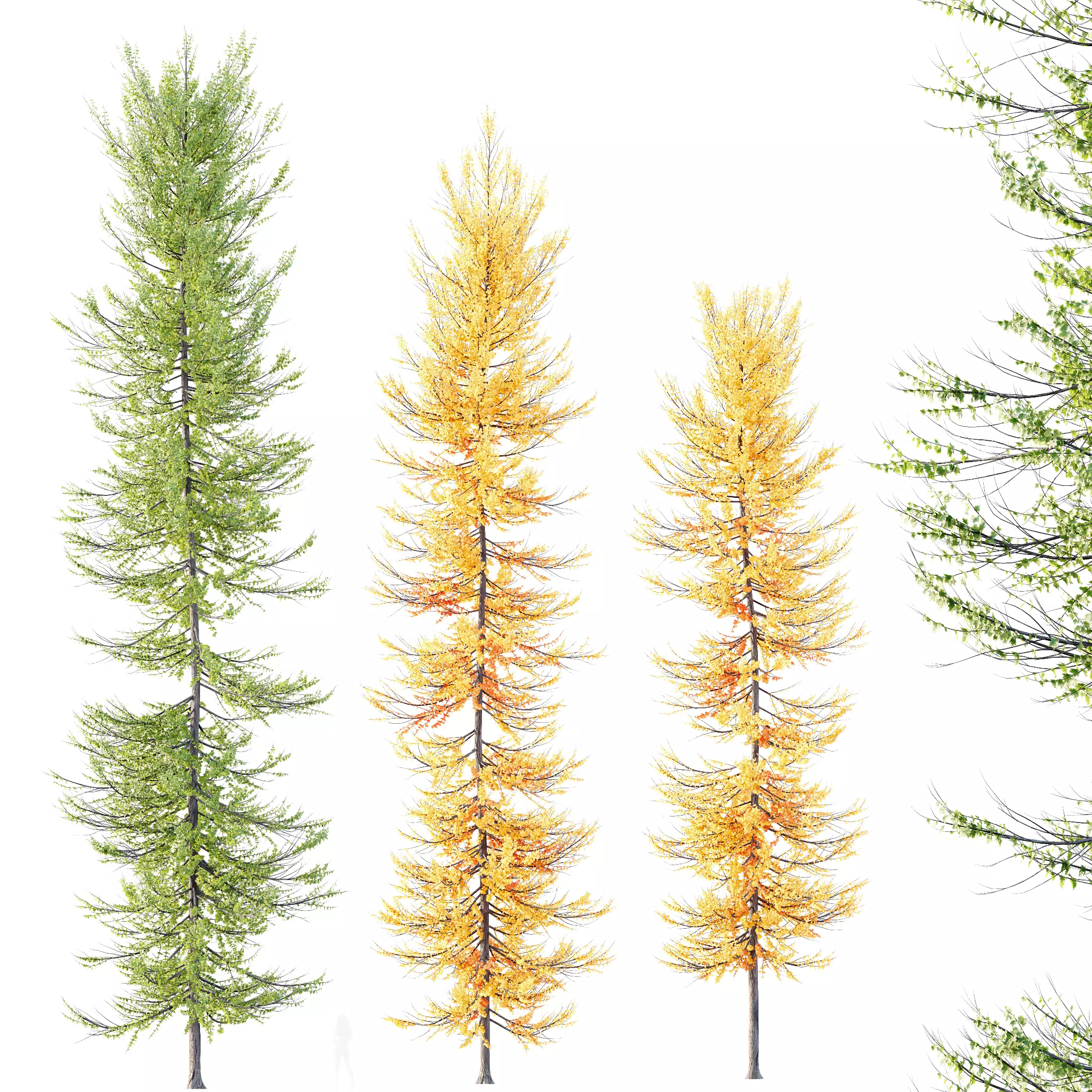 Plants Acer X freemanii Freeman Maple Sapindaceae Umbrella Set03 3D model_0