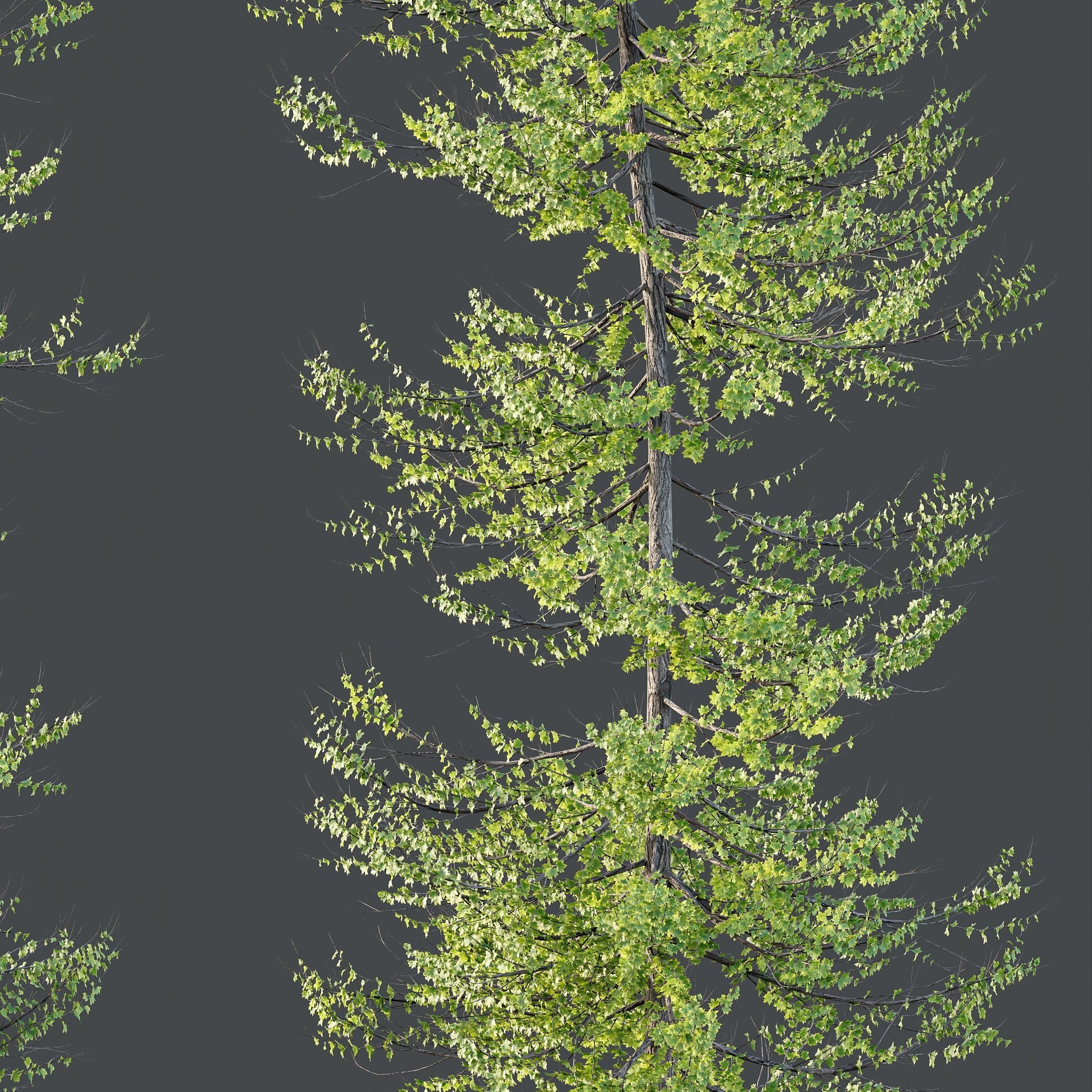 Plants Acer X freemanii Freeman Maple Sapindaceae Umbrella Set03 3D model_3