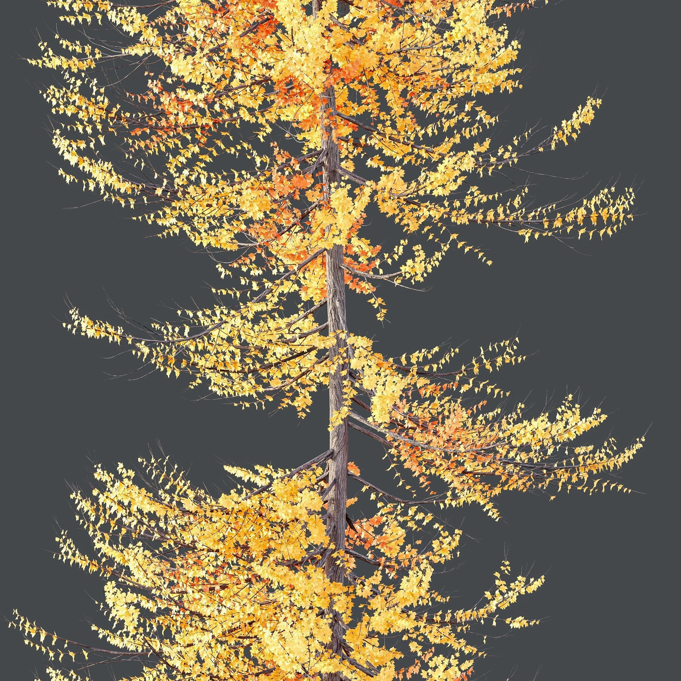 Plants Acer X freemanii Freeman Maple Sapindaceae Umbrella Set03 3D model_2