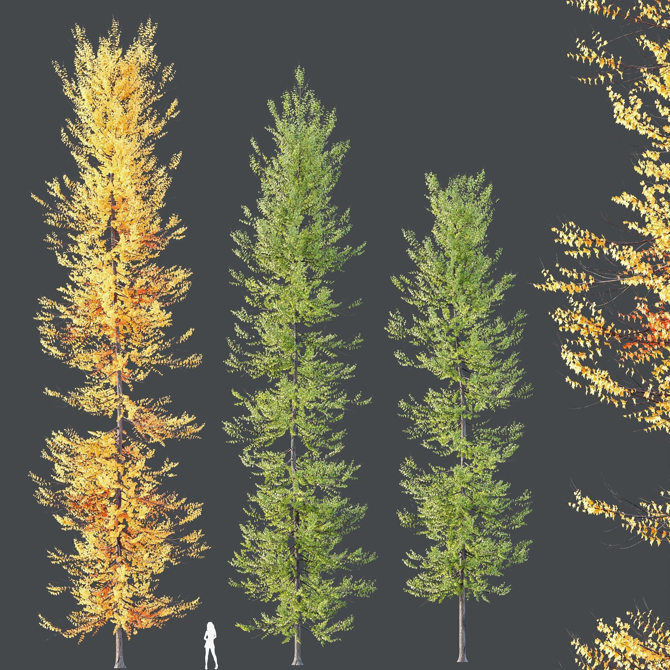 Plants Acer X freemanii Freeman Maple Sapindaceae Umbrella Set03 3D model_1