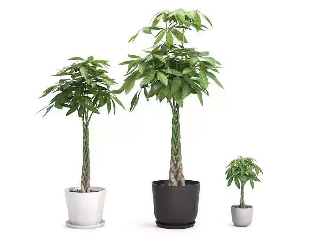 Plant Money Tree - Pachira Aquatica braid style