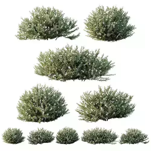 HQ Plants Gray Box Westringia Fruticosa Coastal Rosemary Flower 3D model