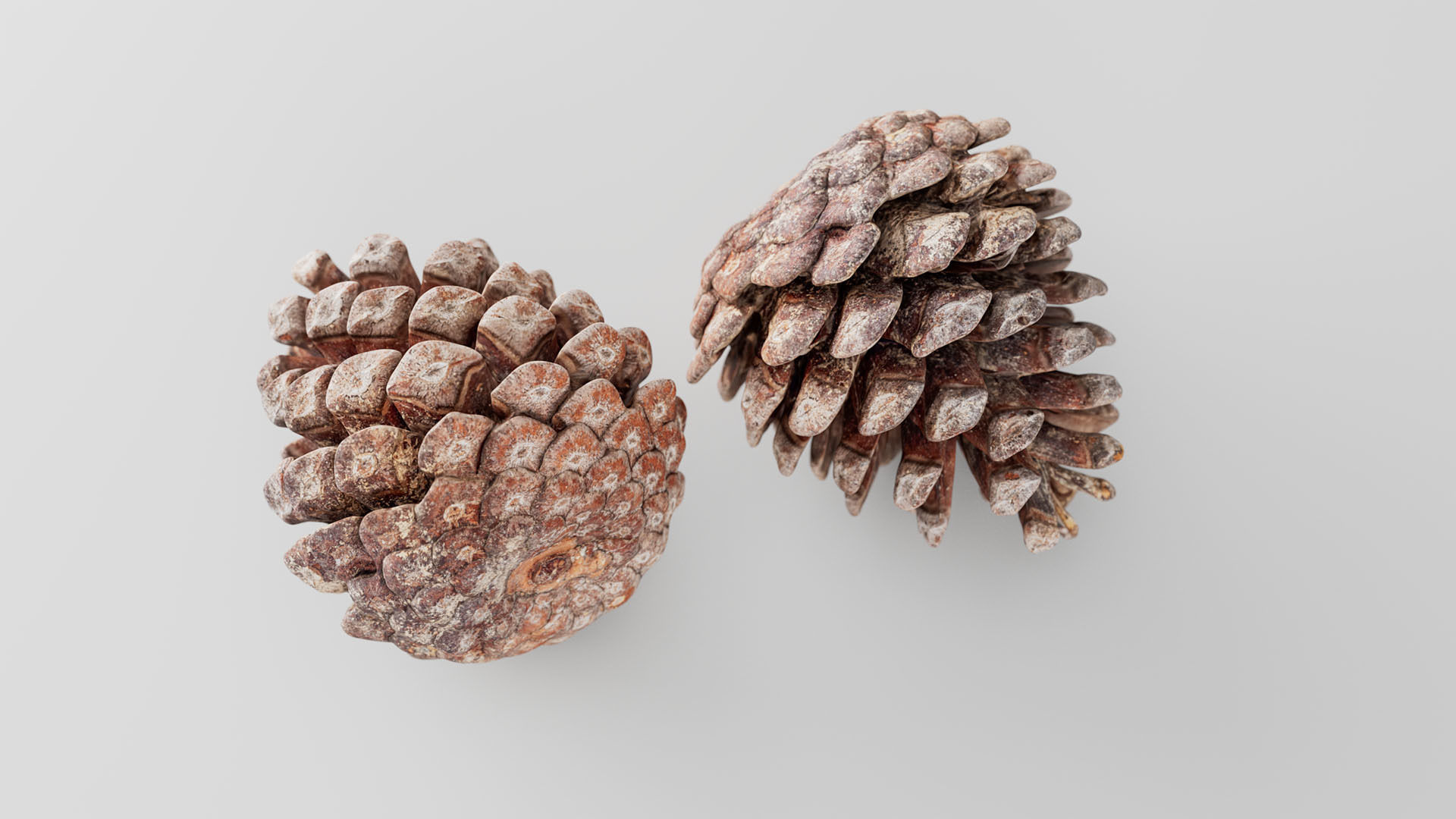 Pinecone - 3D Scan Low-poly 3D model_4
