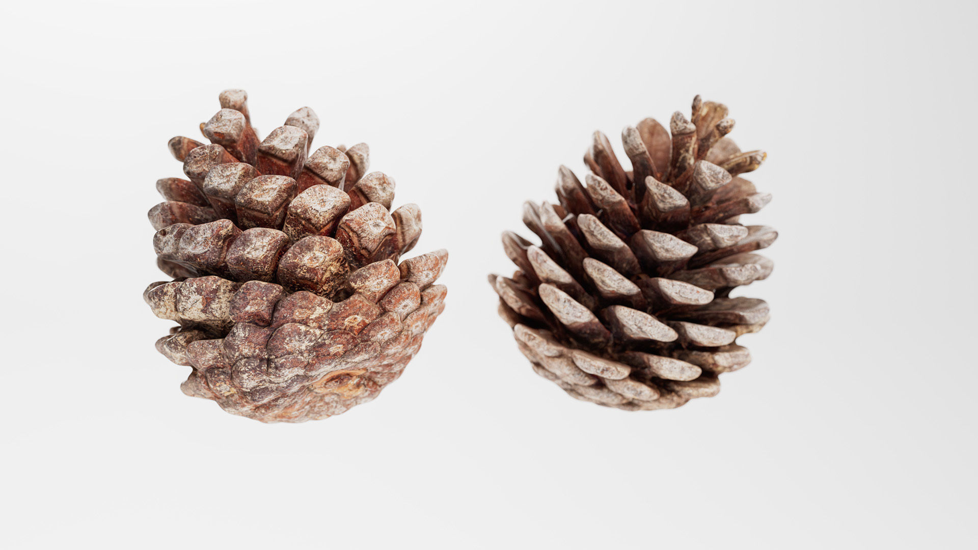 Pinecone - 3D Scan Low-poly 3D model_2