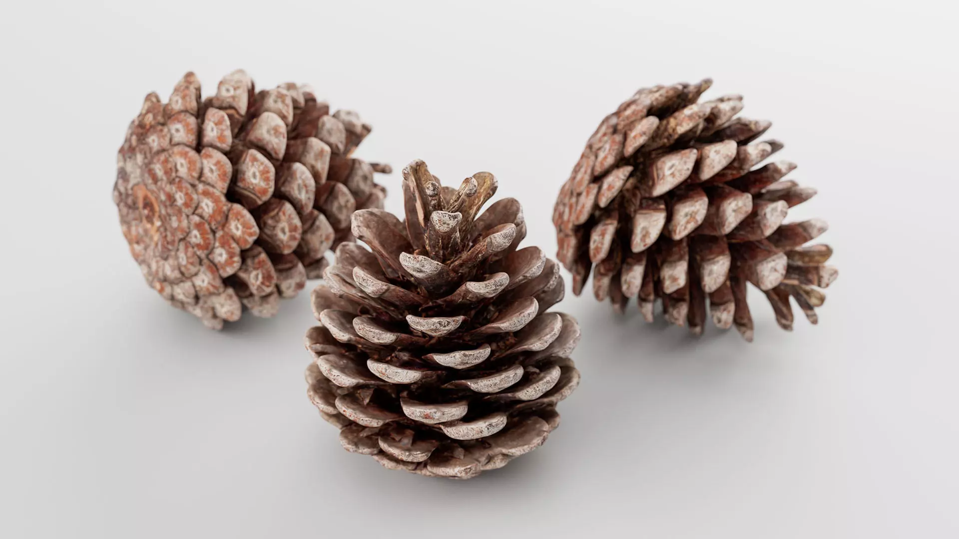 Pinecone - 3D Scan Low-poly 3D model_0