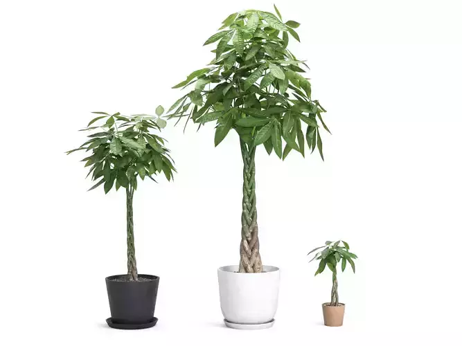 Plant Money Tree - Pachira Aquatica braid style 