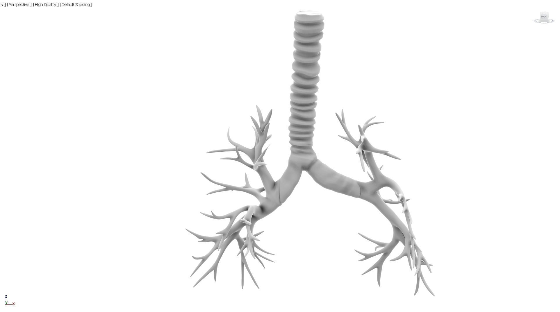 Printable Bronchial Tree 3D print model_5