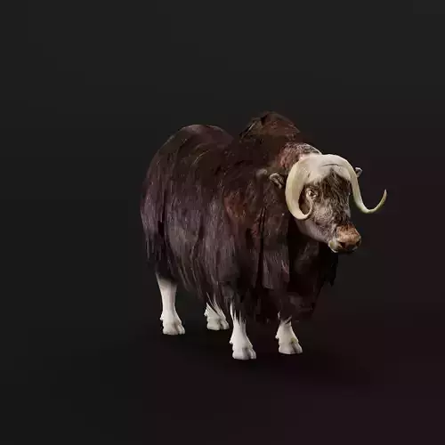 Musk Ox Animal Hoofed Mammal Low-poly 3D model