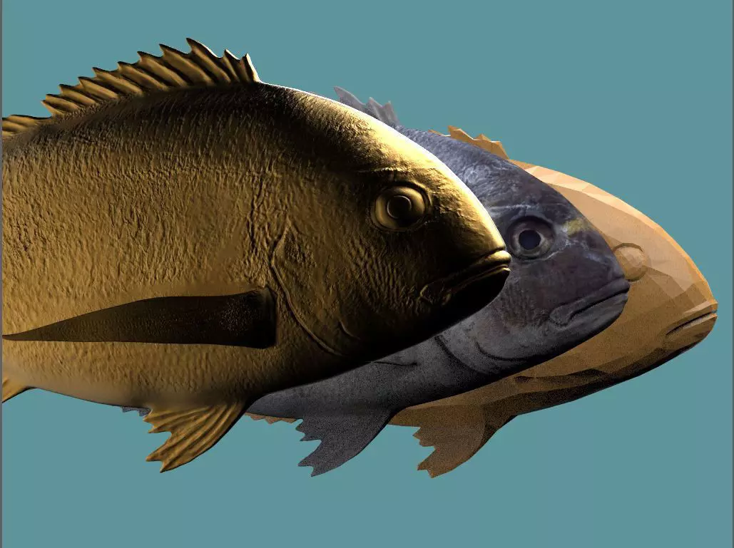 Gilt-head bream Low-poly 3D model