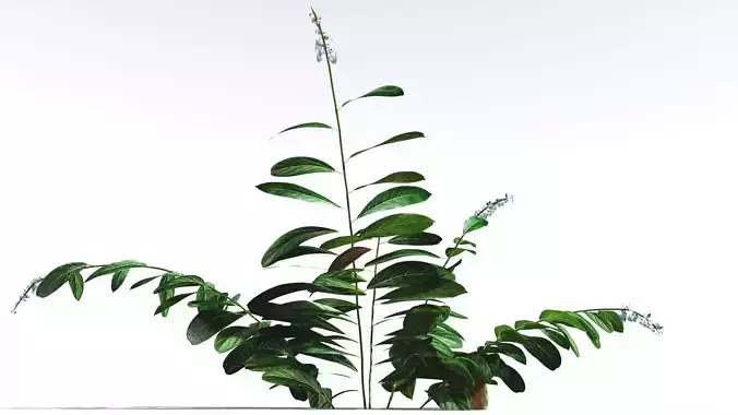 EVERYPlant Native Ginger 2 --15 Models-- 3D model