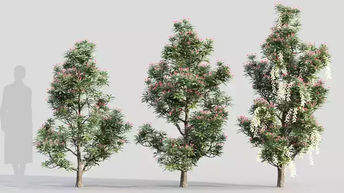 Pieris Forest Flame a