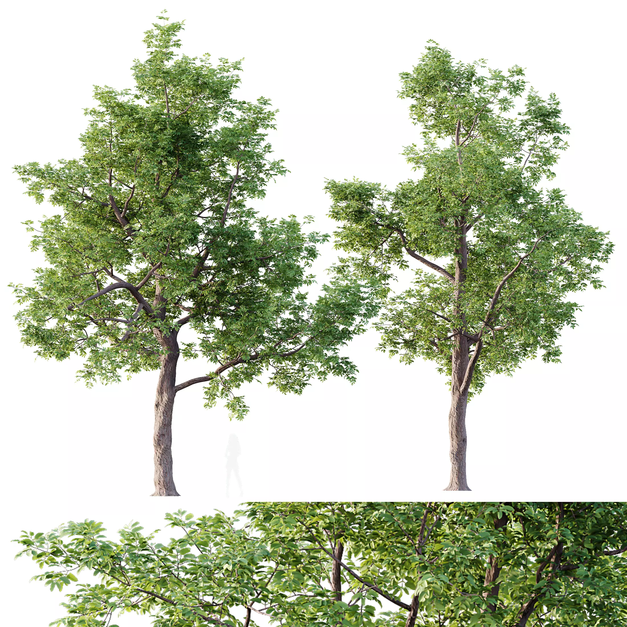 HQ Plants Ash Tree 3D model_0