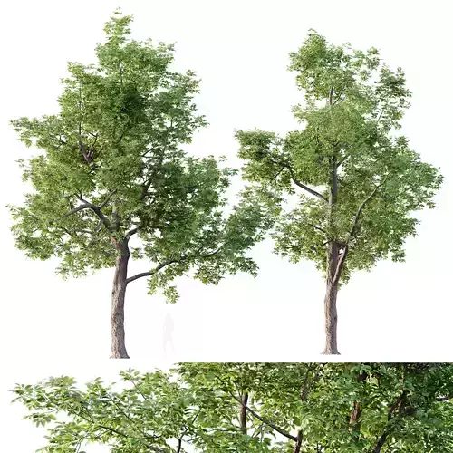 HQ Plants Ash Tree 3D model