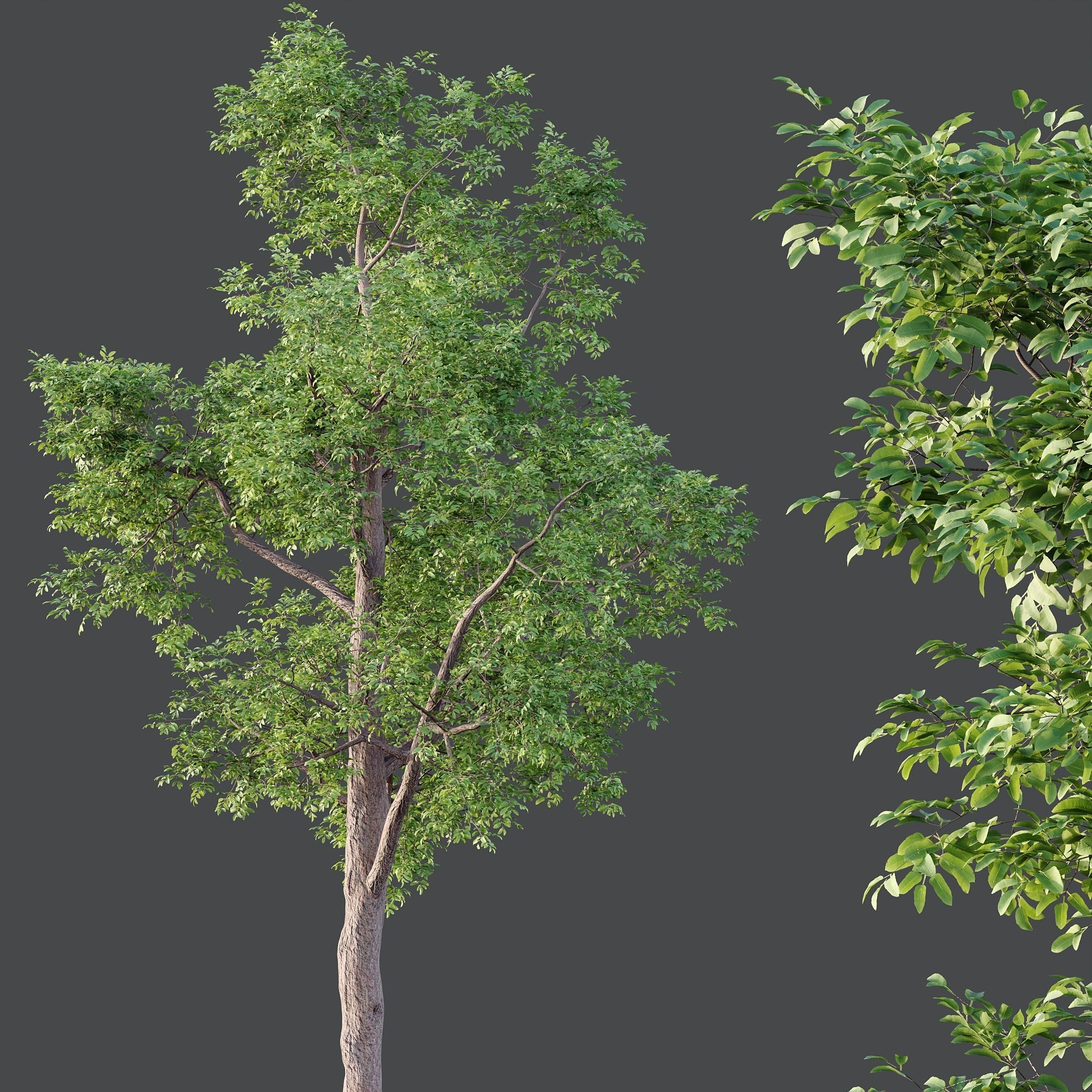 HQ Plants Ash Tree 3D model_2
