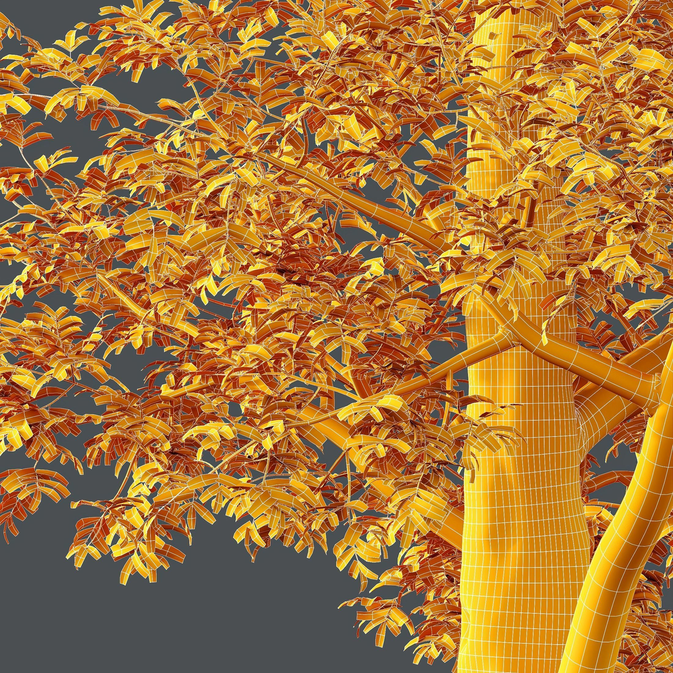 HQ Plants Ash Tree 3D model_3