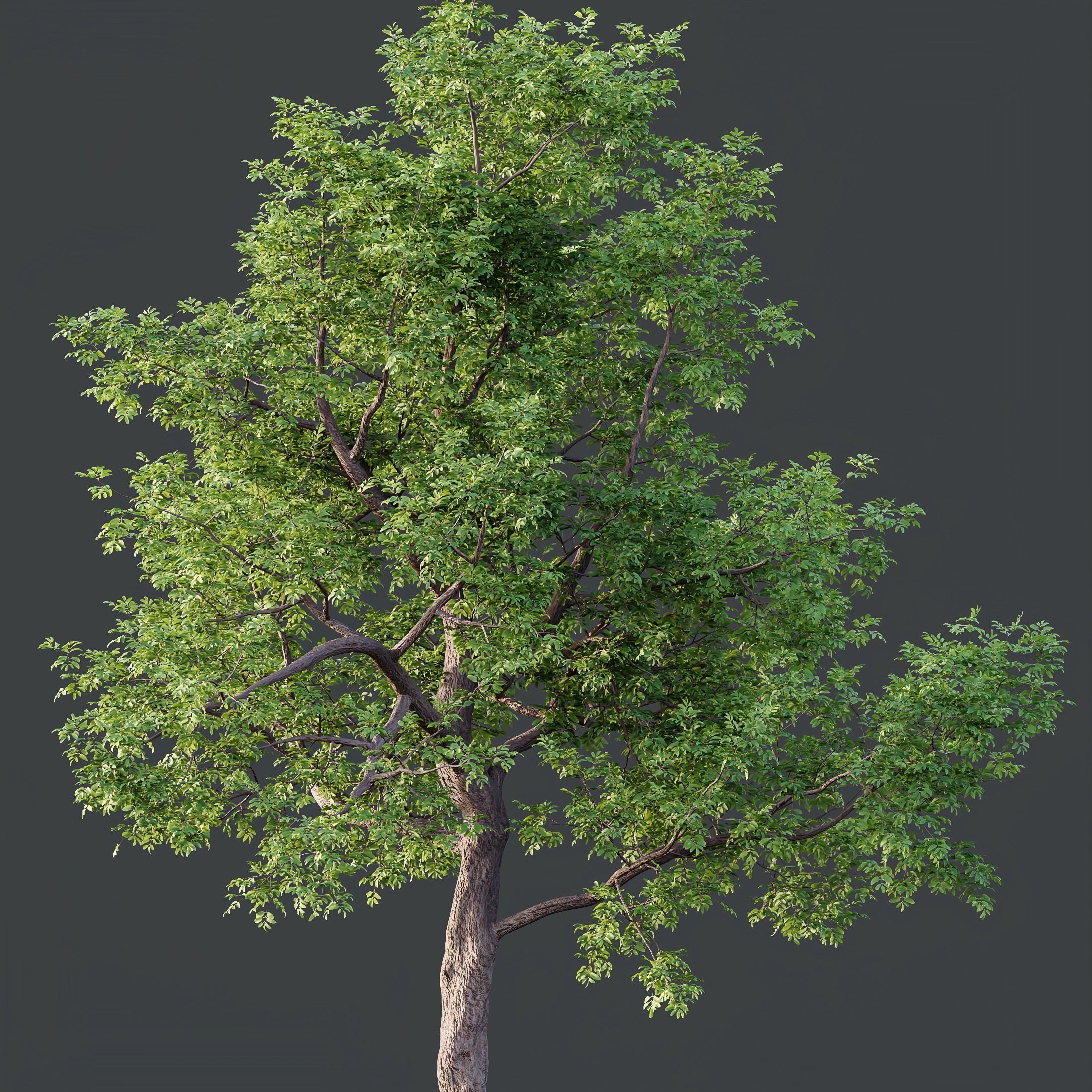 HQ Plants Ash Tree 3D model_1