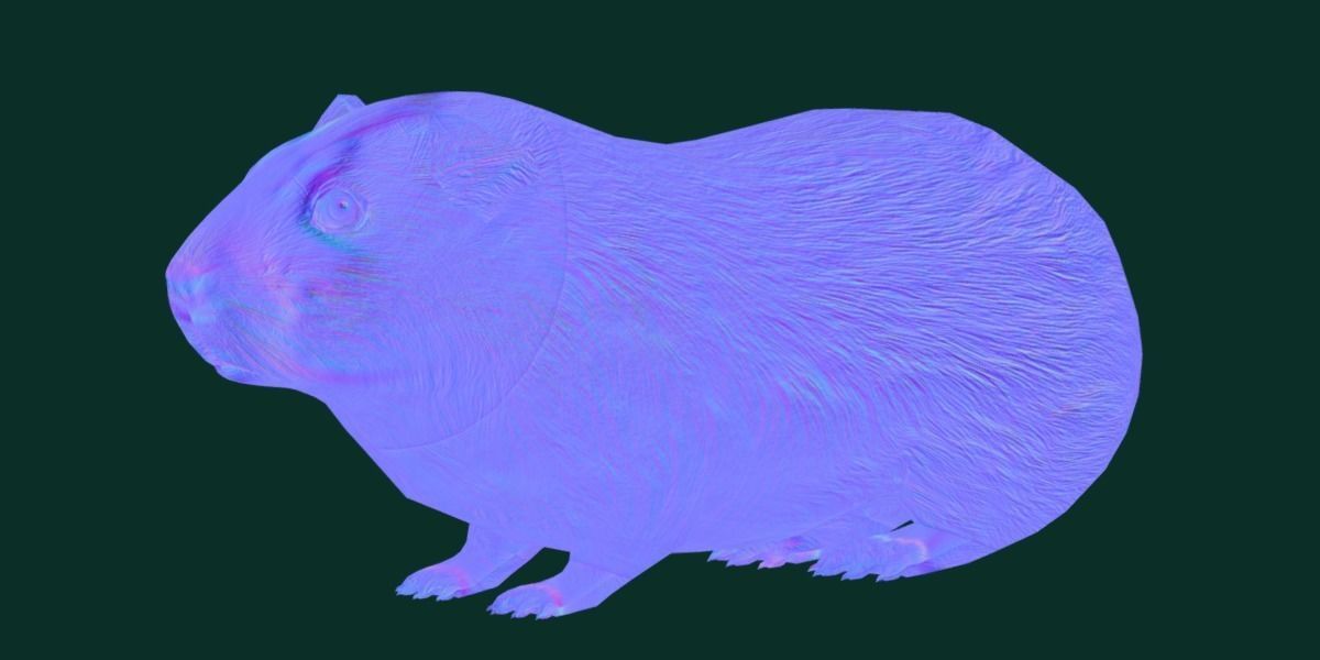 Domestic Guinea Pig Rodent Low-poly 3D model_16