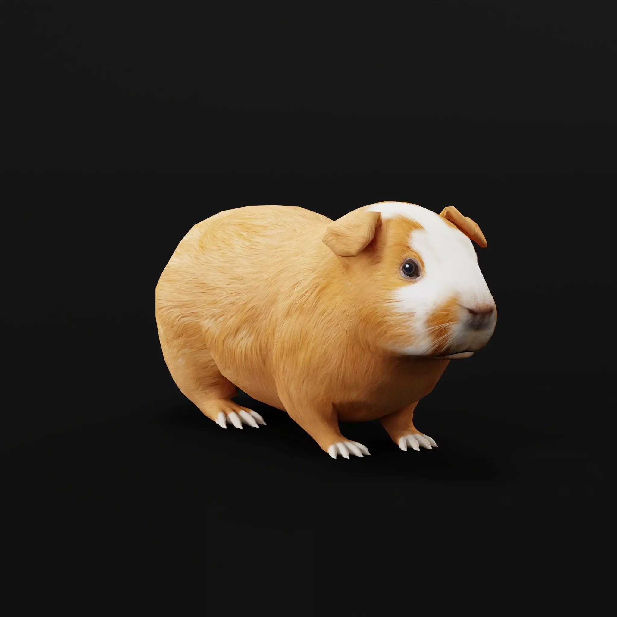 Domestic Guinea Pig Rodent Low-poly 3D model_0