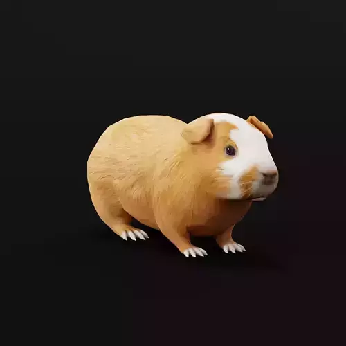 Domestic Guinea Pig Rodent Low-poly 3D model