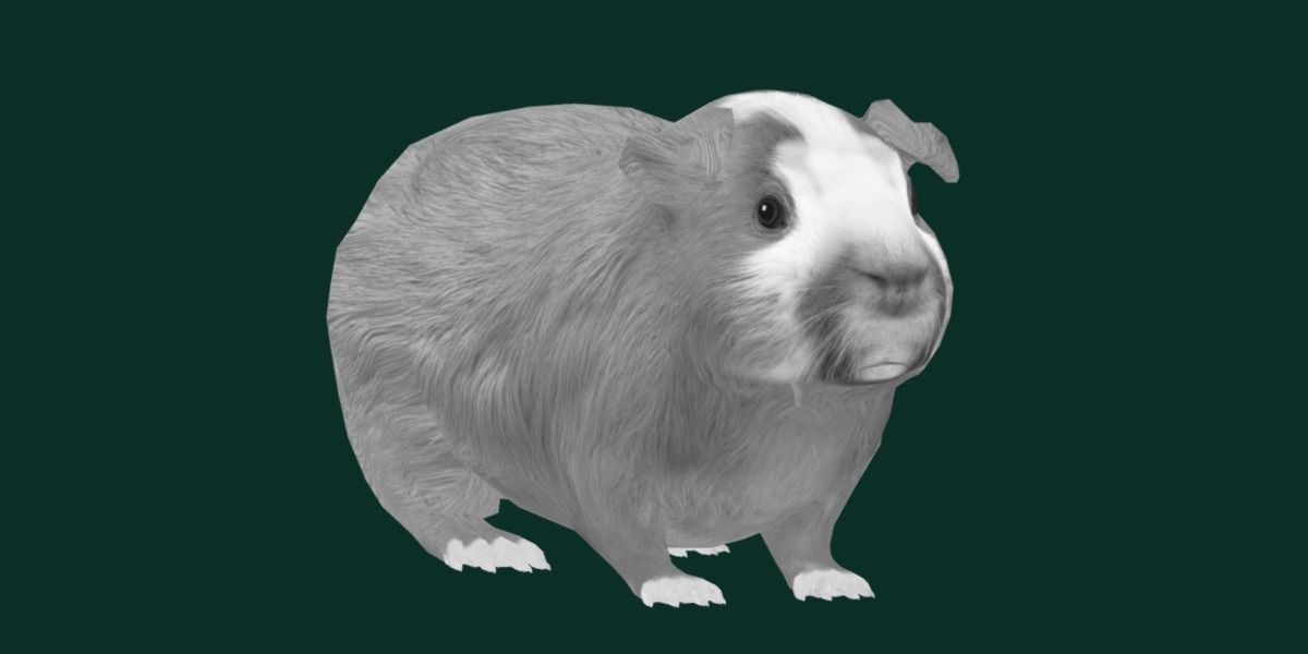 Domestic Guinea Pig Rodent Low-poly 3D model_18