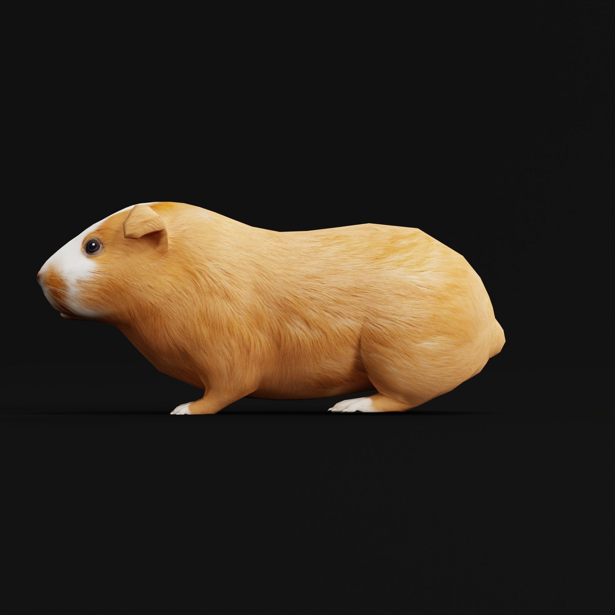 Domestic Guinea Pig Rodent Low-poly 3D model_4