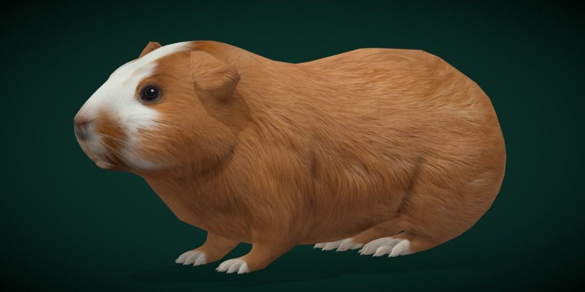 Domestic Guinea Pig Rodent Low-poly 3D model_22