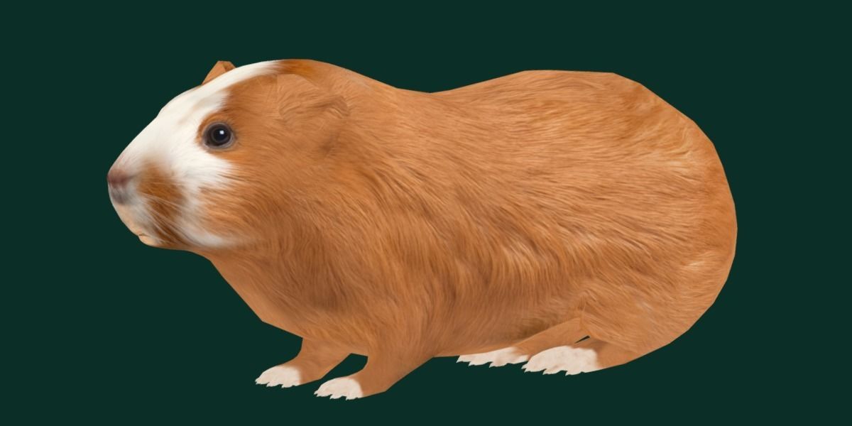 Domestic Guinea Pig Rodent Low-poly 3D model_15