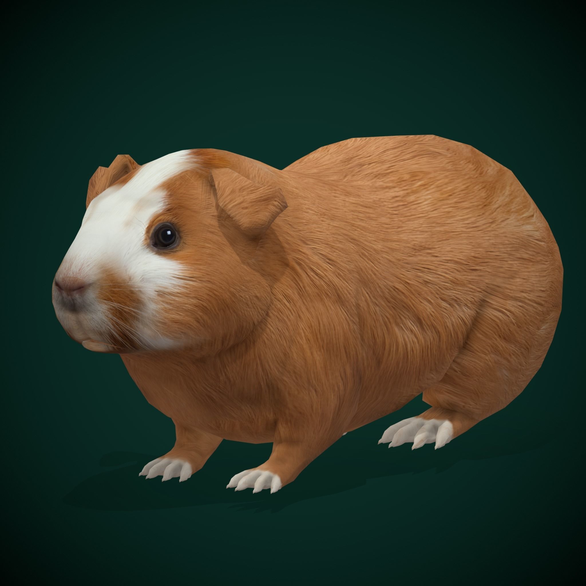 Domestic Guinea Pig Rodent Low-poly 3D model_11