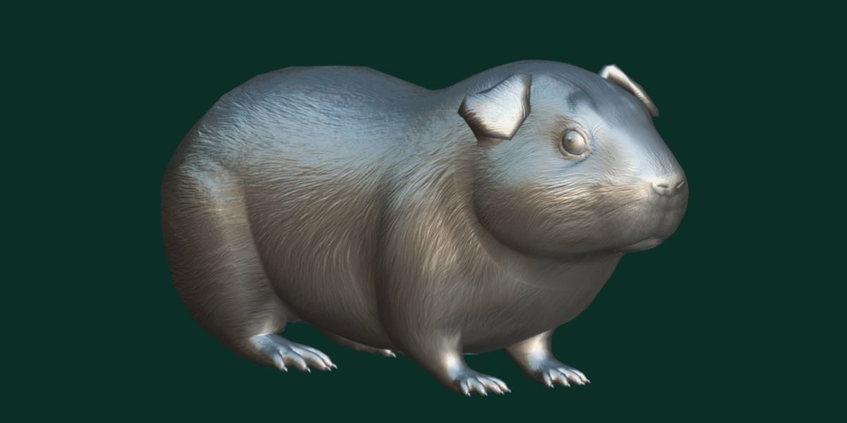Domestic Guinea Pig Rodent Low-poly 3D model_20