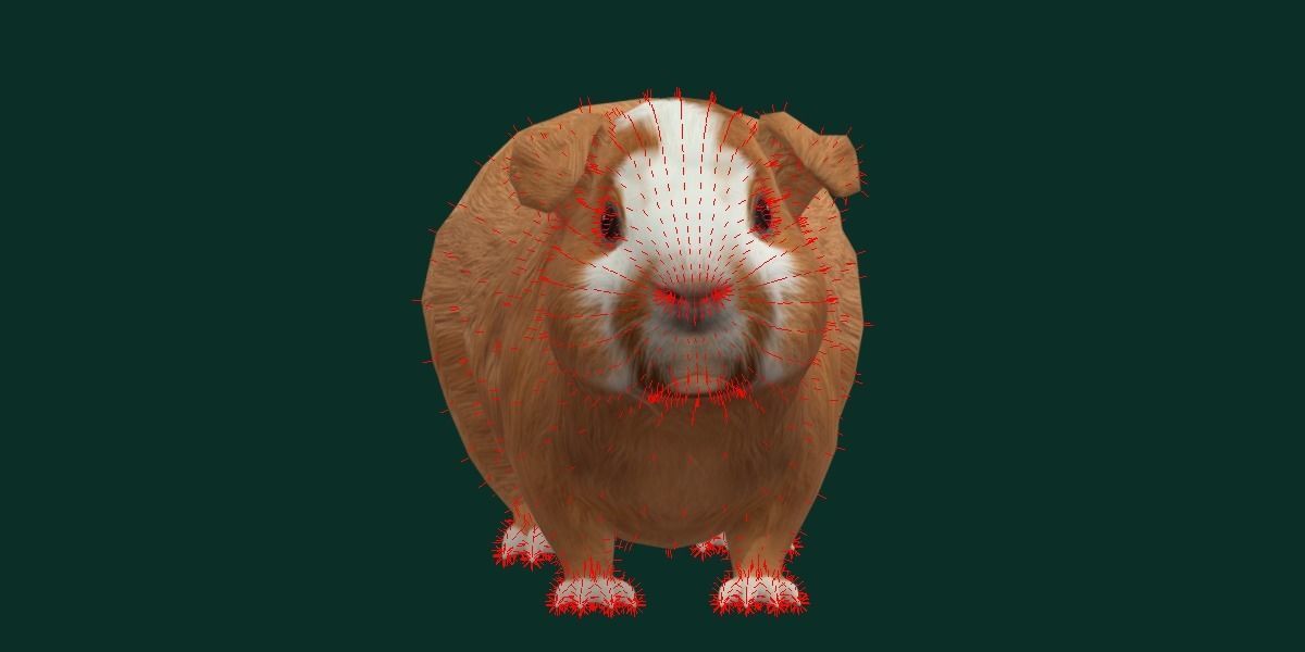 Domestic Guinea Pig Rodent Low-poly 3D model_8