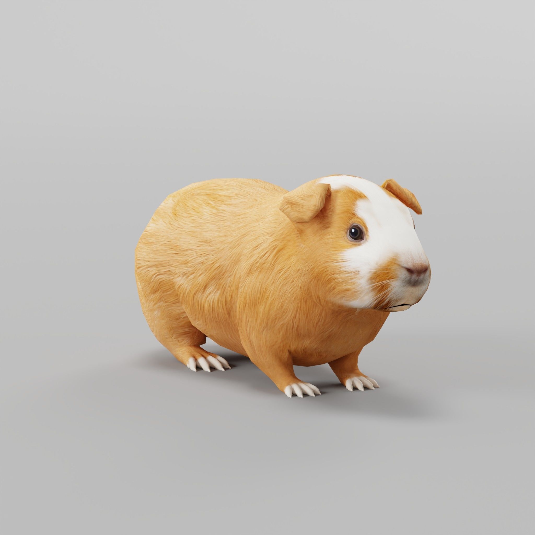 Domestic Guinea Pig Rodent Low-poly 3D model_3