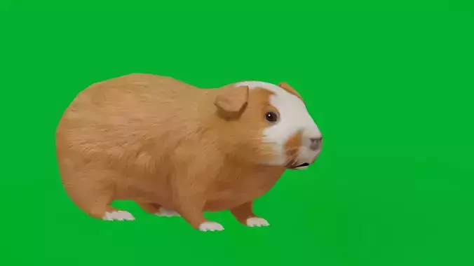 Domestic Guinea Pig Rodent