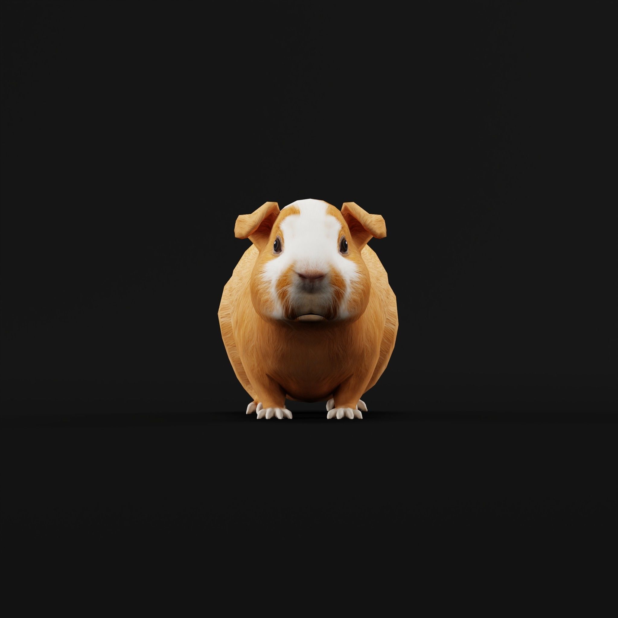 Domestic Guinea Pig Rodent Low-poly 3D model_5