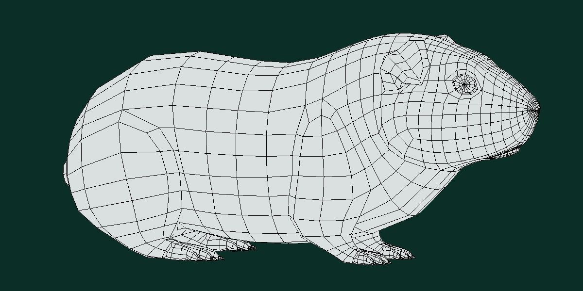 Domestic Guinea Pig Rodent Low-poly 3D model_21